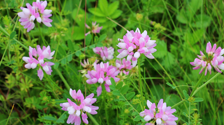 crown vetch growing in the wild
