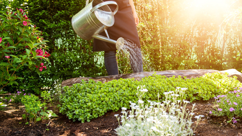 a gardener watering ground cover plants