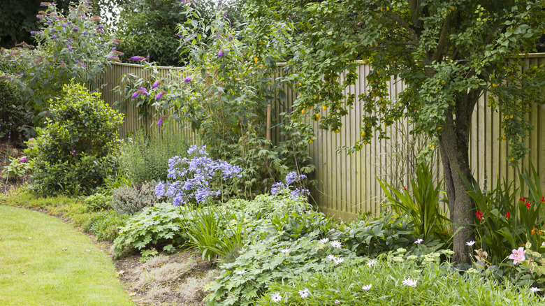 A beautiful tree in manicured garden bed