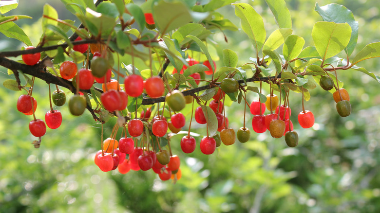 Autumn olive tree (Elaeagnus umbellata)