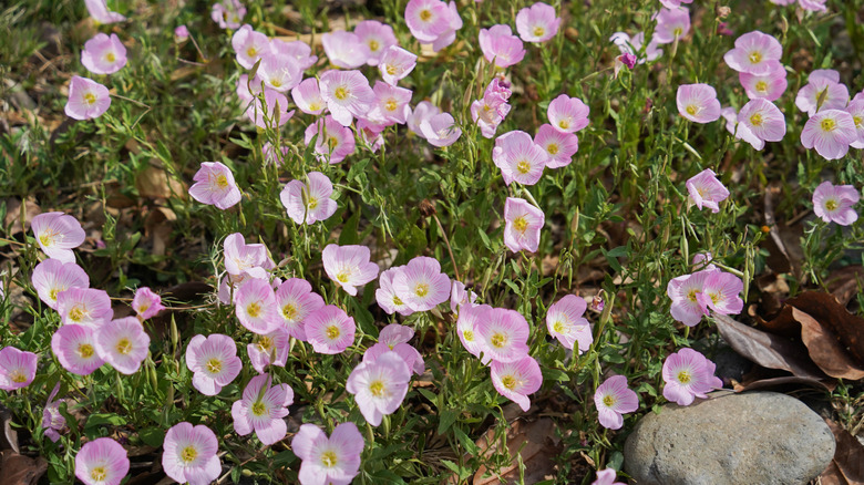 A dense colony of evening primrose flowers.