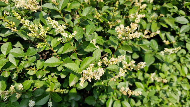 flowers and leaves of a border privet shrub