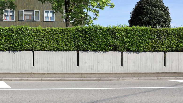 Prefab concrete house fence with hedge and residential building on behind.