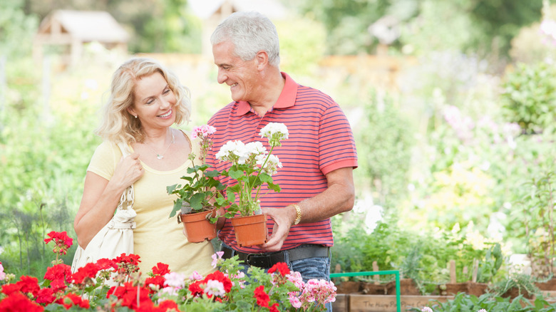 Aged man and woman shopping for flowers at an outdoor garden center holding a pink and white flower in plastic pots