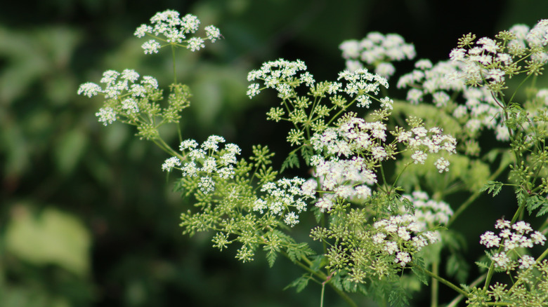 Close up of wild chervil starting to bloom in front of green foliage in the sun