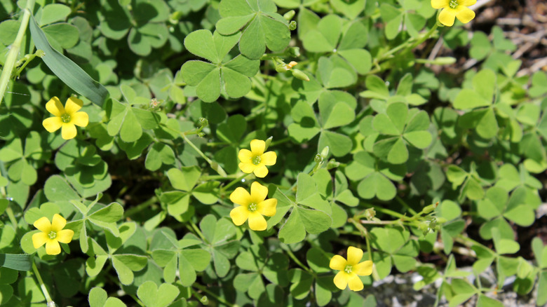 A patch of creeping woodsorrel grows in a garden.