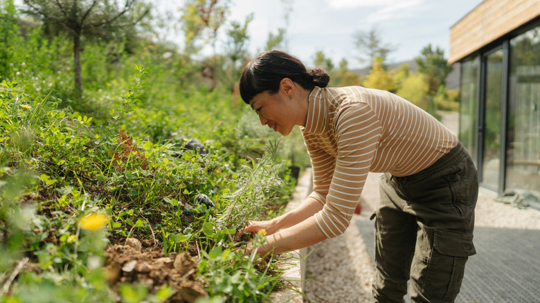 A woman tends to the plants covering a slope in her garden.