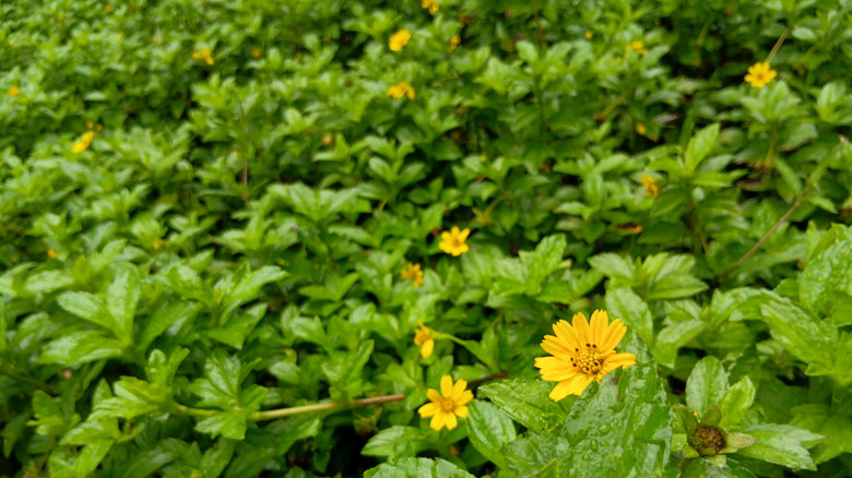 A patch of Wedelia grows in a garden.