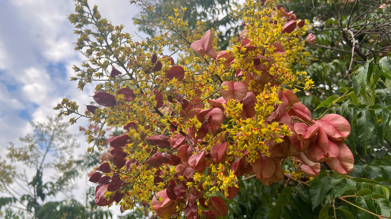 Close-up of flowers and seed pods of a Chinese flame tree