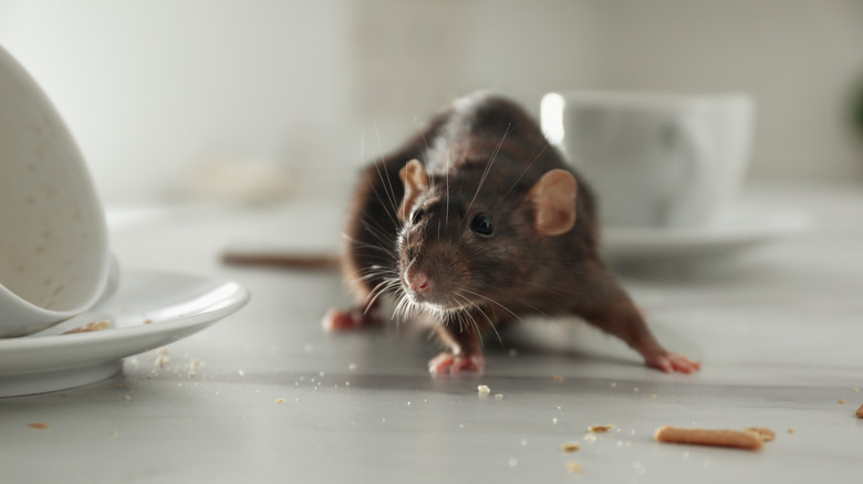 A rat on a table