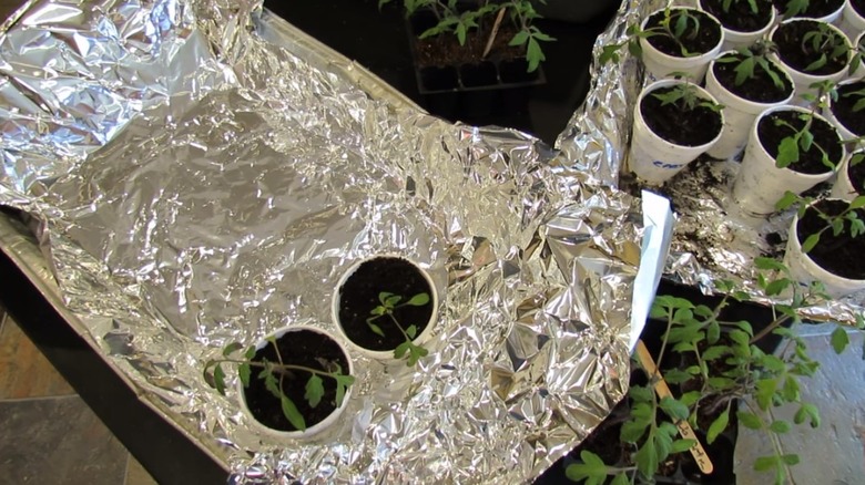 Gardening with aluminum foil