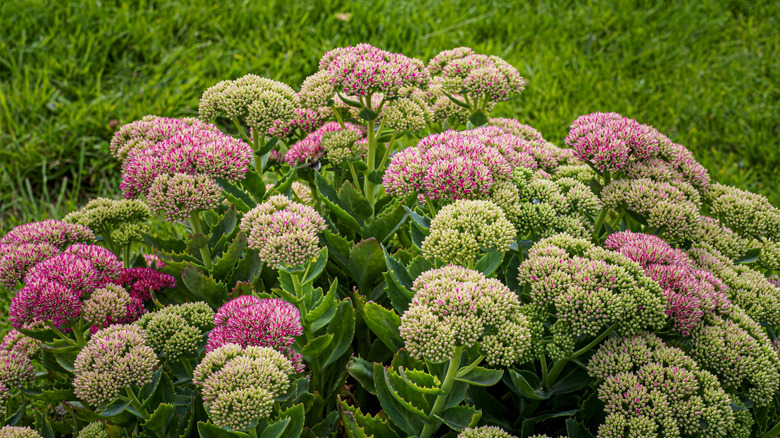 A full and bushy sedum plant with luscious blooms