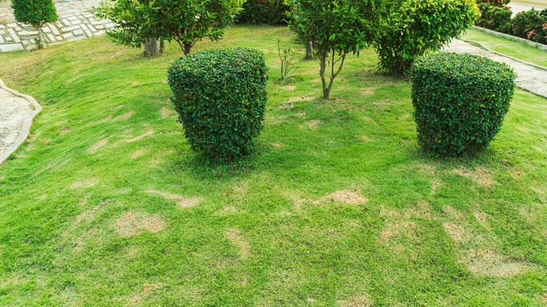 Lawn with dead patches