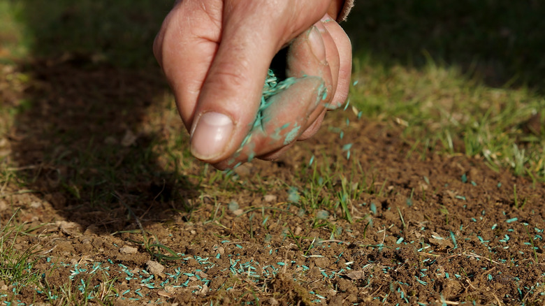 Overseeding dead patches of lawn