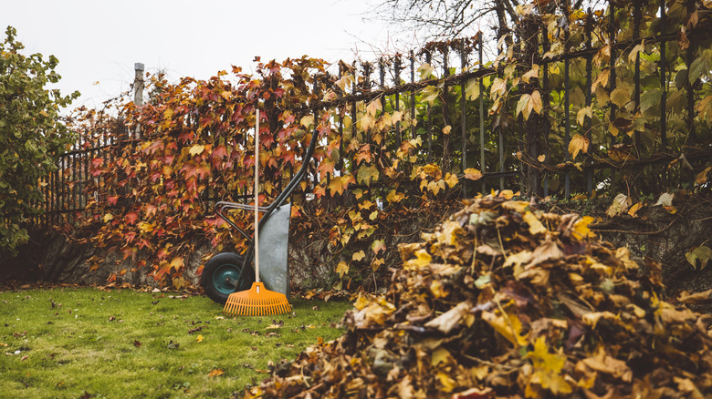 Yard with wheelbarrow and rake next to pile of autumn leaves with fence behind it.