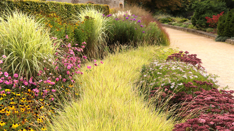 A landscape with several flowers and ornamental grasses