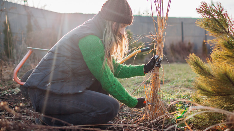 A female gardener is removing dry maidengrass from her yard