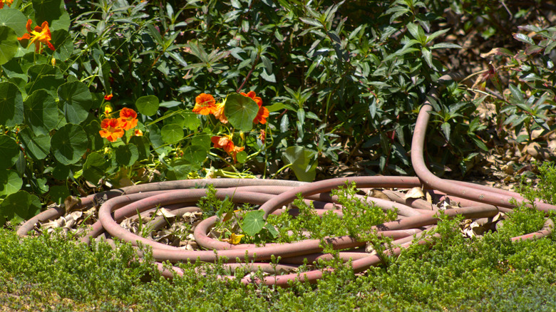 Old garden hose coiled in grass near bush with orange flowers.