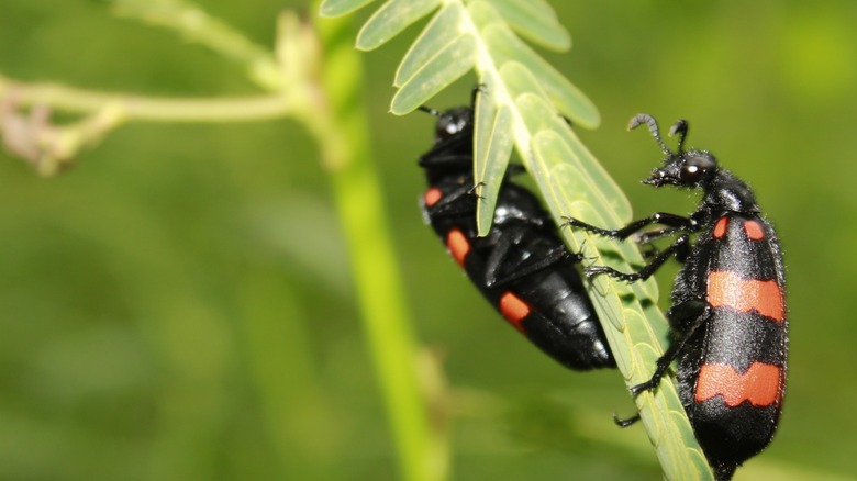 blister beetle on plant