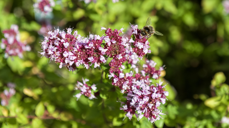 Flowering sweet marjoram in garden.