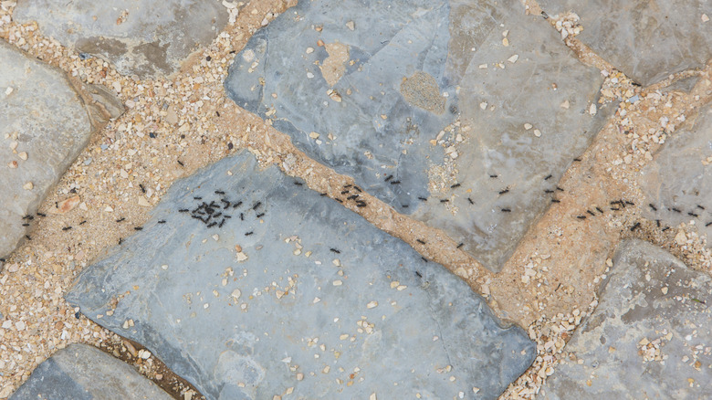 A trail of black ants on a garden walkway