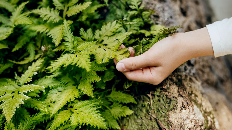 a woman touches a fern frond in a garden