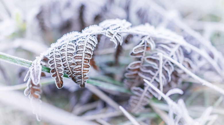 frost accumulates on a fern in winter