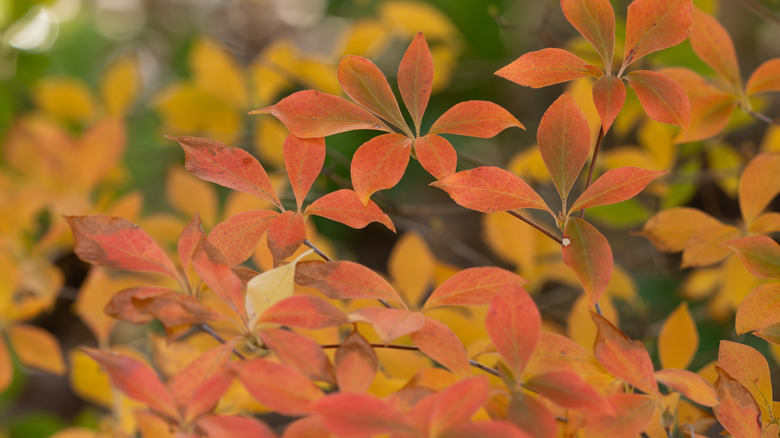 Red-tinged leaves of azaleas stun in the fall