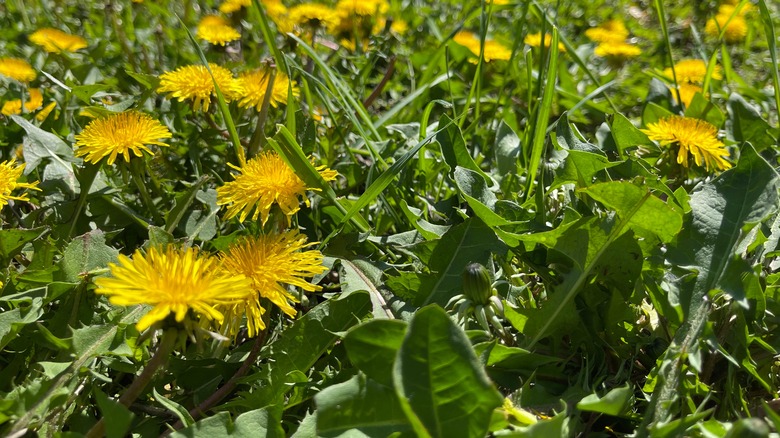 Dandelions grow among grass in a yard