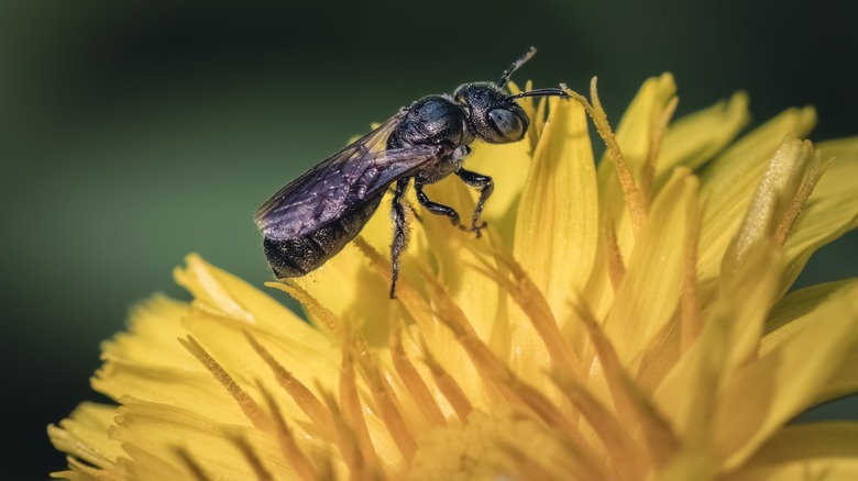 A carpenter bee forages from a dandelion flower