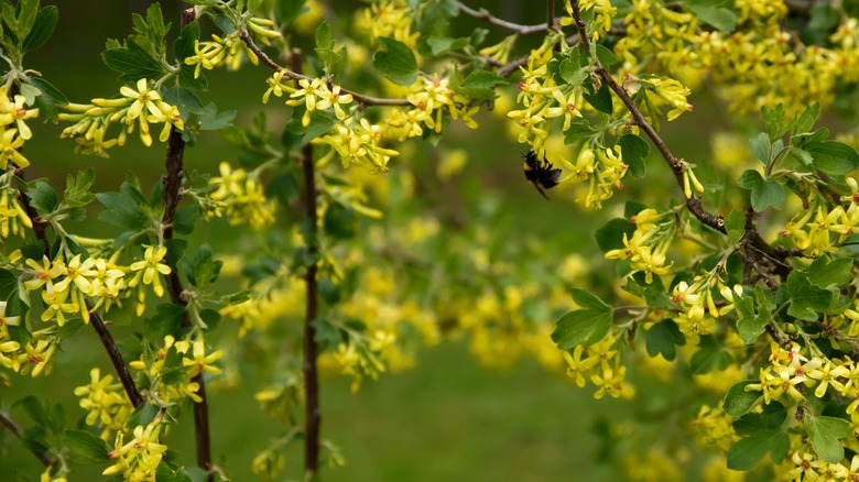 A bumblee bee forages on currant flowers