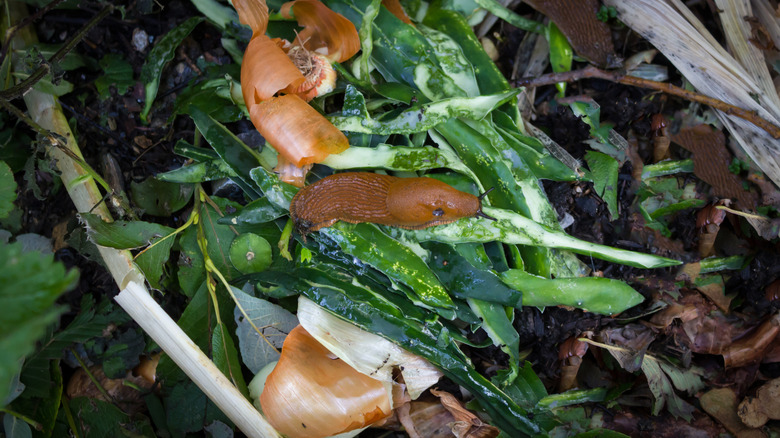 A slug happily eating its way through some fresh vegetable scraps thrown in the compost