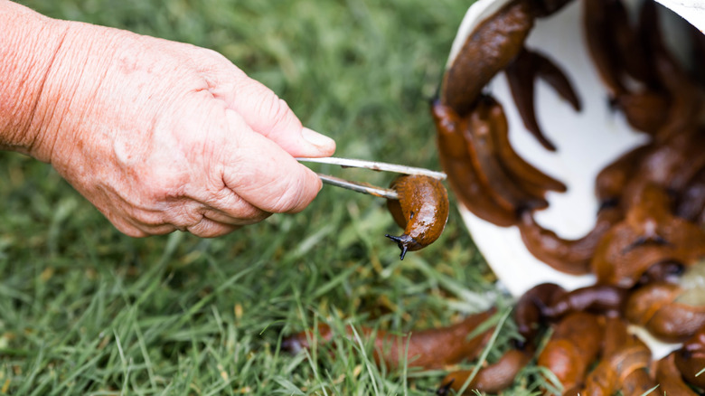 A person using tweezers to remove slugs from under a trap