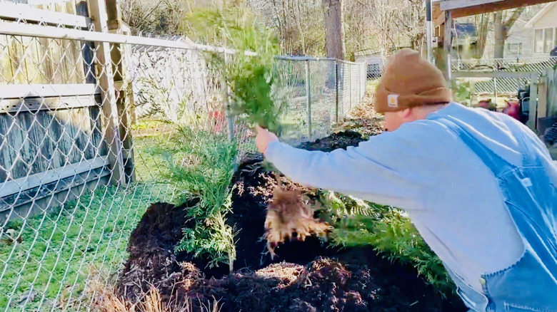 Gardener heels in shrub seedlings.