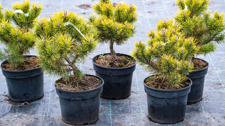 Potted tree seedlings await heeling in.