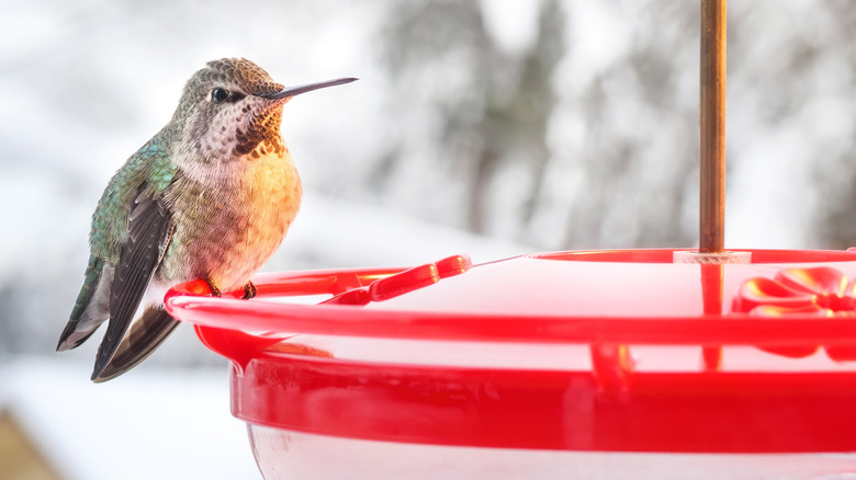 Hummingbird near a shallow dish feeder in winter