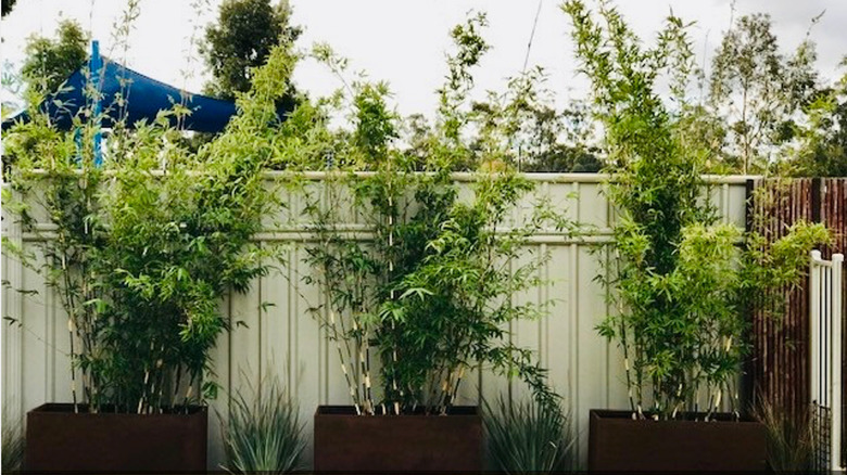 Bamboo grown in containers