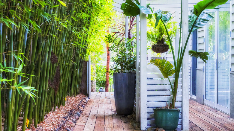 Bamboo grown very close to a home.