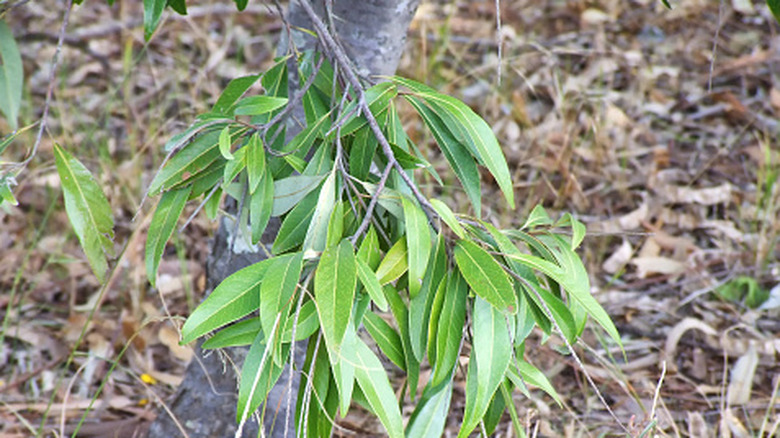 The trunk and leaves of a young eucalyptus tree surrounded by leaf litter.