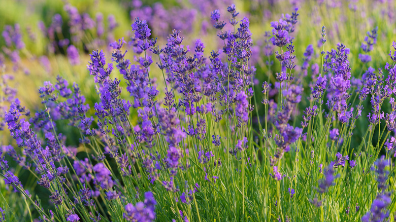 Closeup on lavender plant