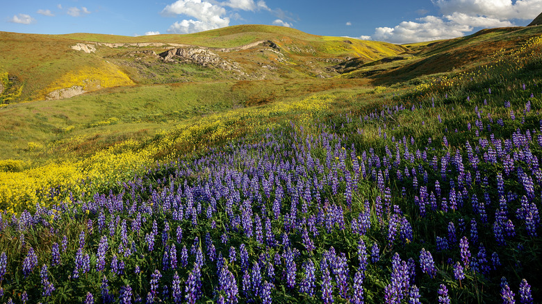mountainous field of lupines