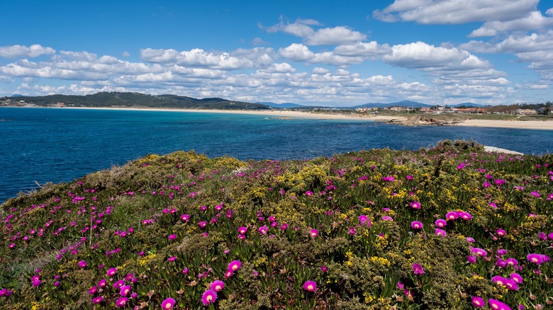 coast full of ice plants