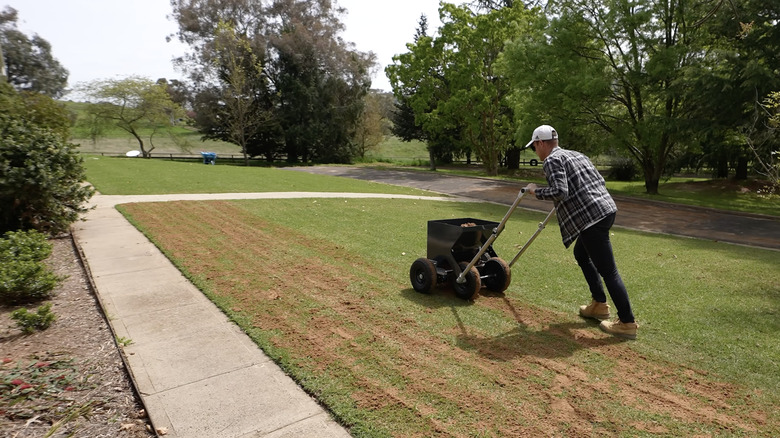 A man pushes a machine that spreads a layer of sand on a green lawn.