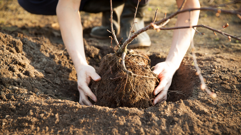 Close-up of a man planting a cherry tree in soil.