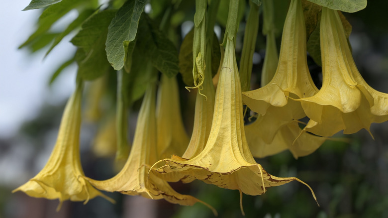 Angel's trumpet flowers.