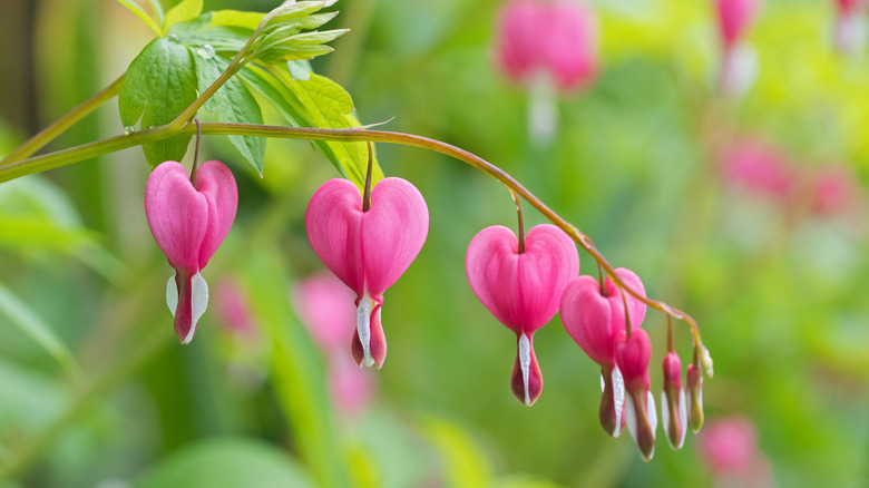 Bleeding hearts growing in the garden