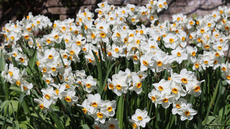 Daffodils growing in a garden against a wall.