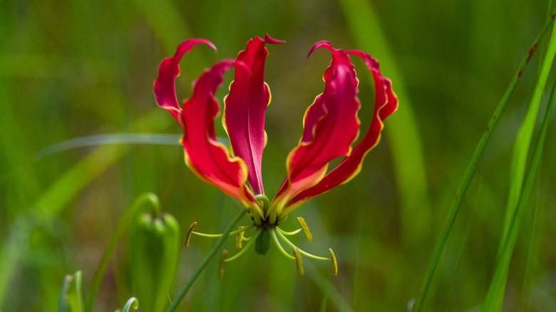 Gloriosa lily in full flower.