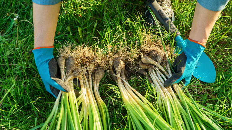Person laying out dug-up daffodils on the lawn, wearing blue gardening gloves.