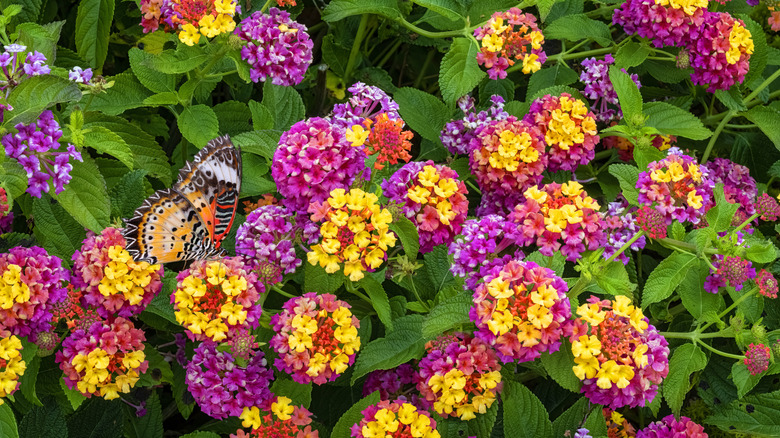 Blossoms on the lantana plant.